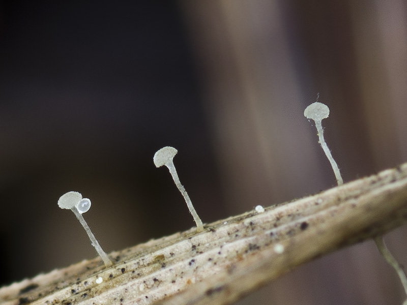 Pistillina brunneola